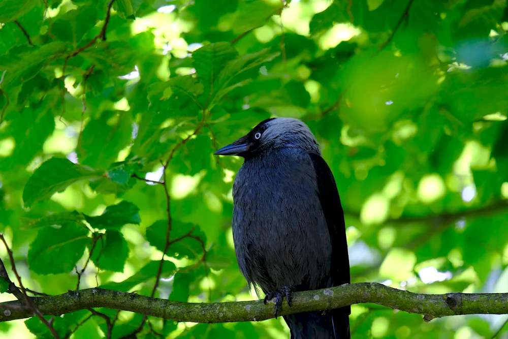 Coloeus monedula - Corvus monedula