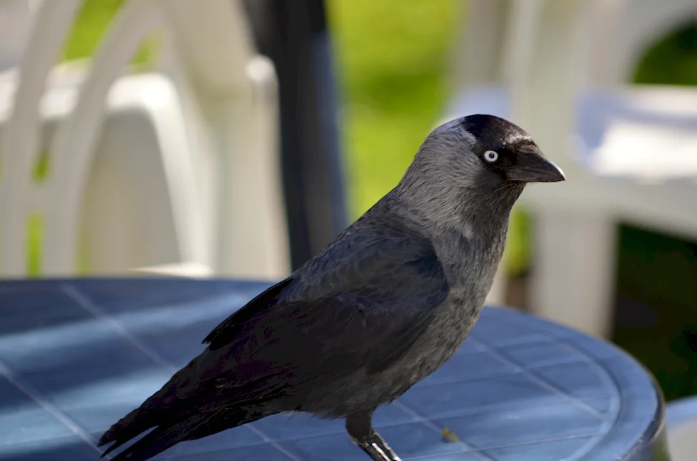 Galka common - Corvus monedula