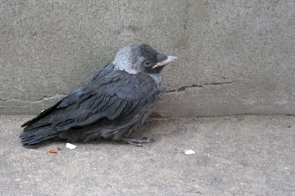 Dove bird chick chick