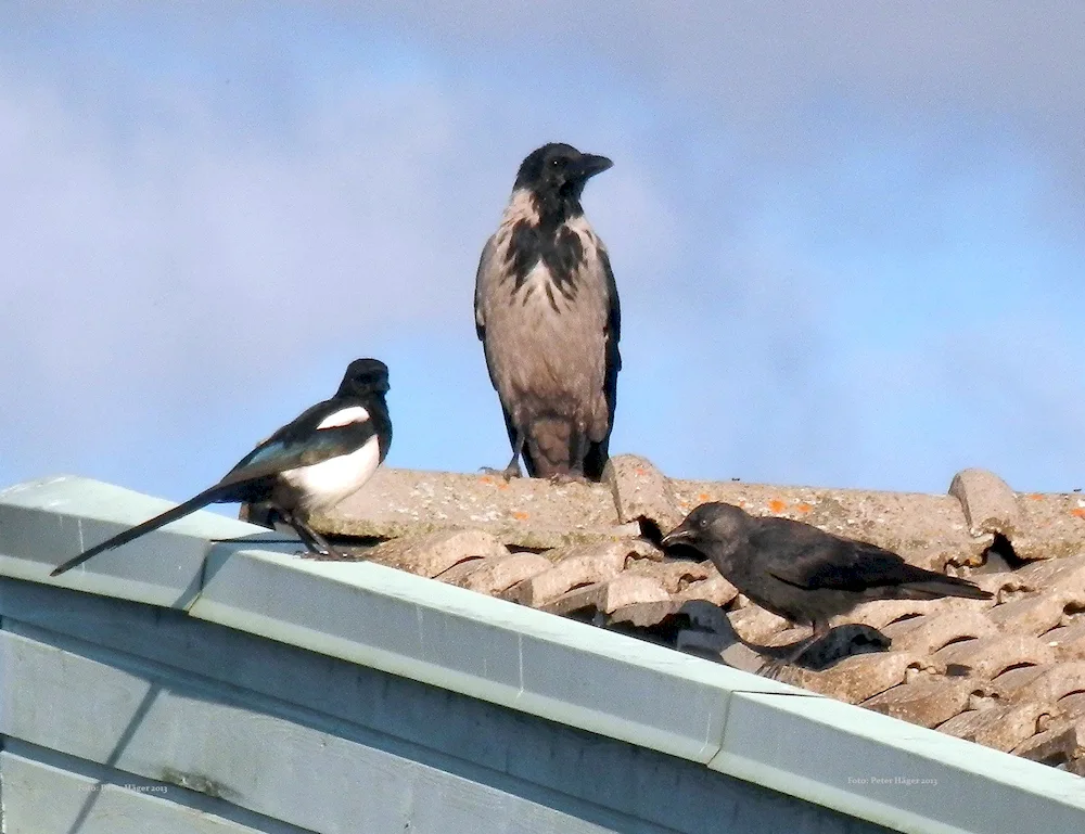 Grey crow bird. crow and magpie