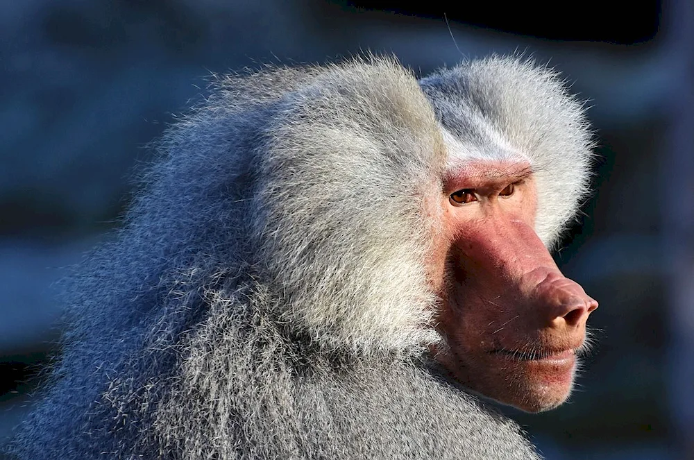 Baboon baboon