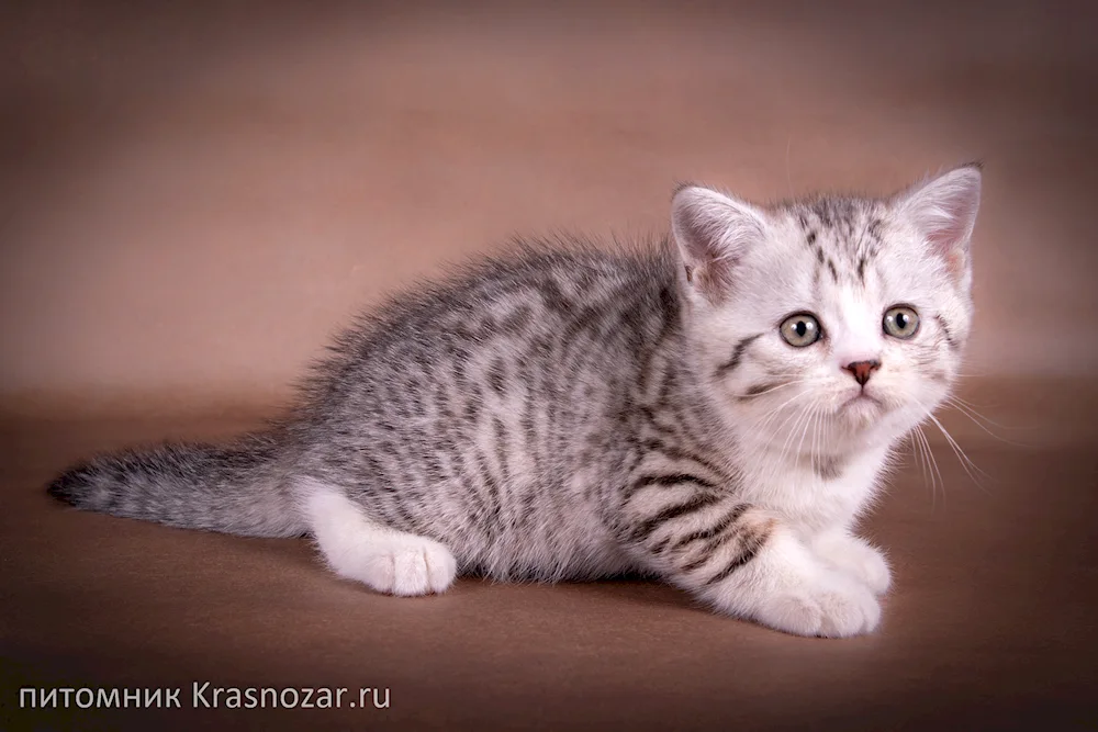 Scottish Straight grey kitten