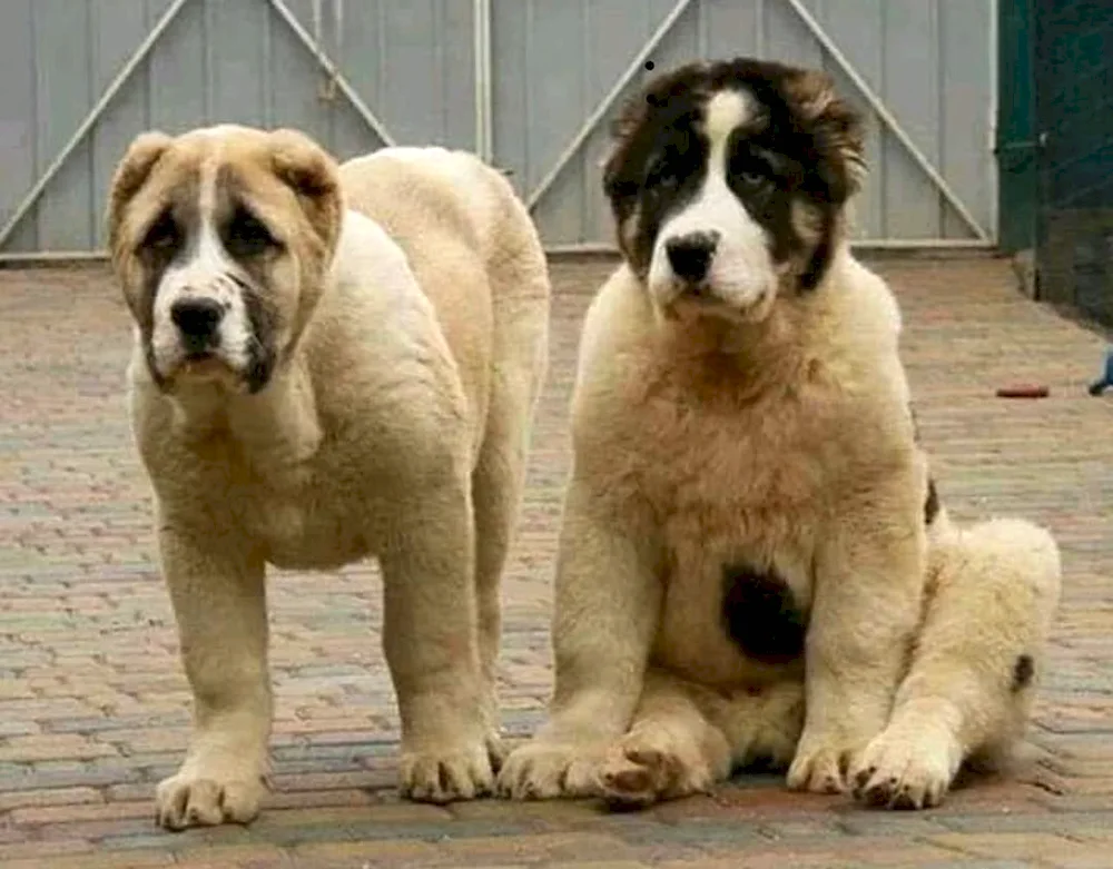 Gampr Armenian wolfhound