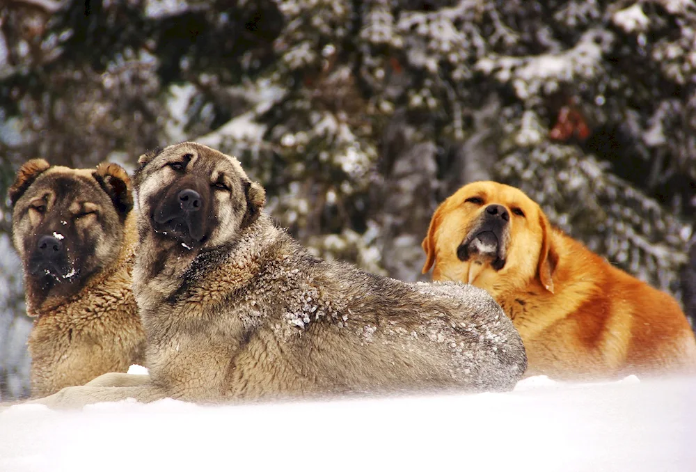 Irish Wolfhound