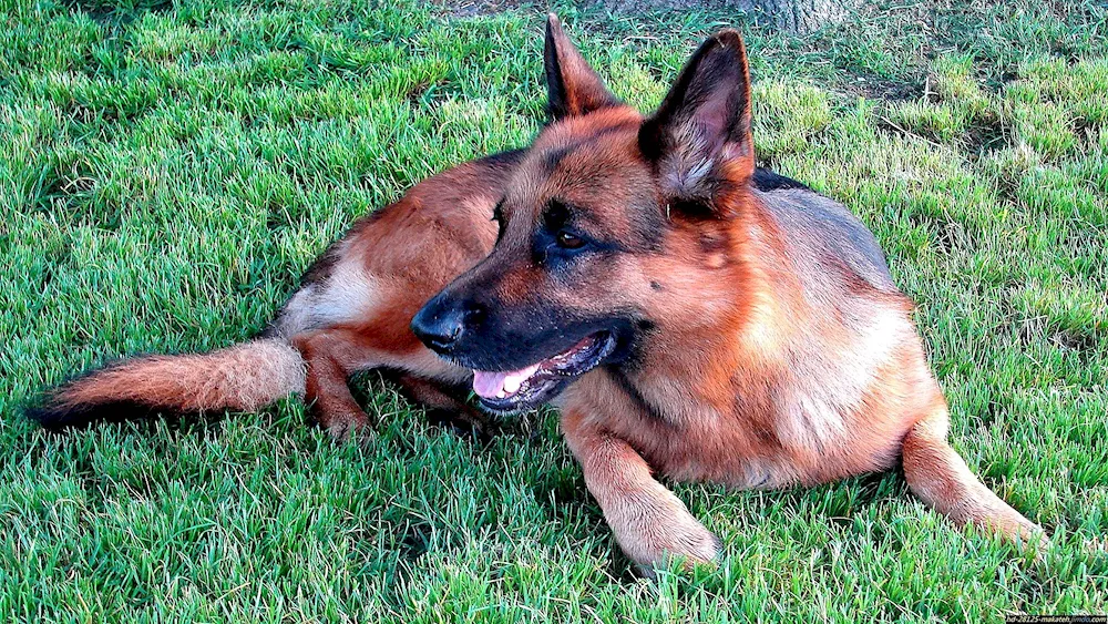 Belgian Shepherd Malinois