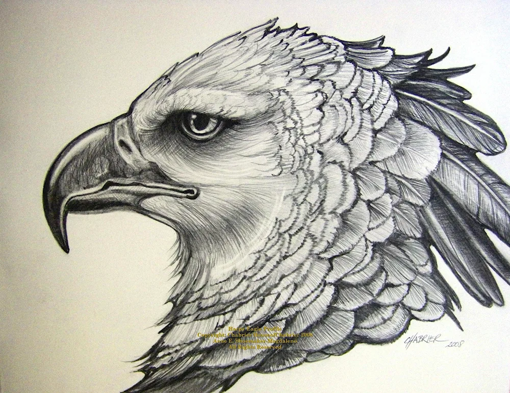 Eagle drawing