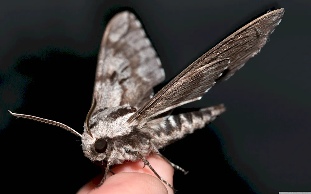 Willow's bollworm moths