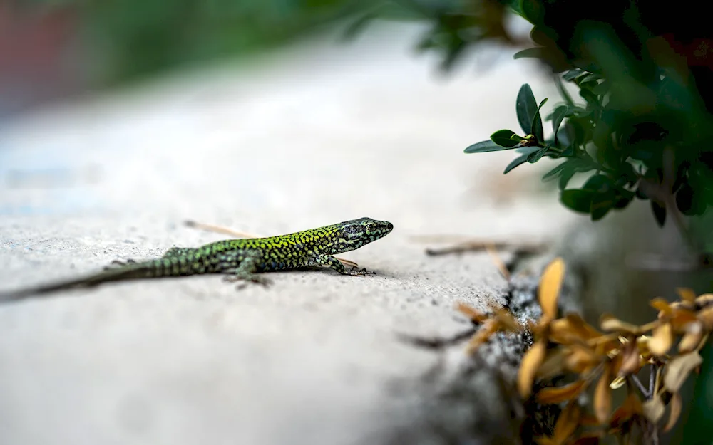 Gastropholis lizard