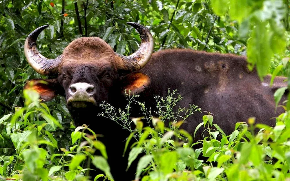 Gaur bull