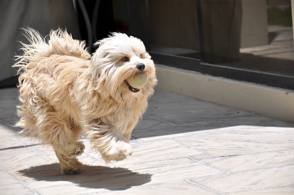 Gavanese Bichon