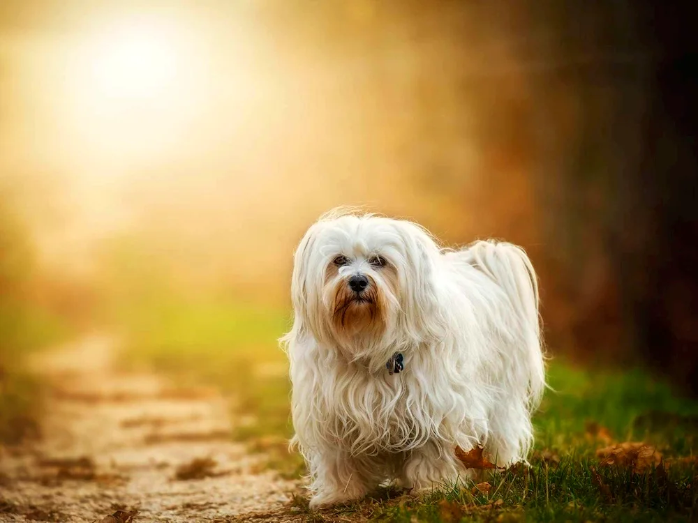 Bichon white terrier