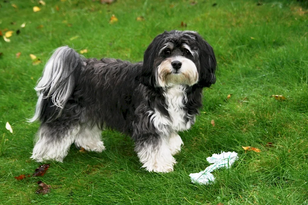 Bichon havana