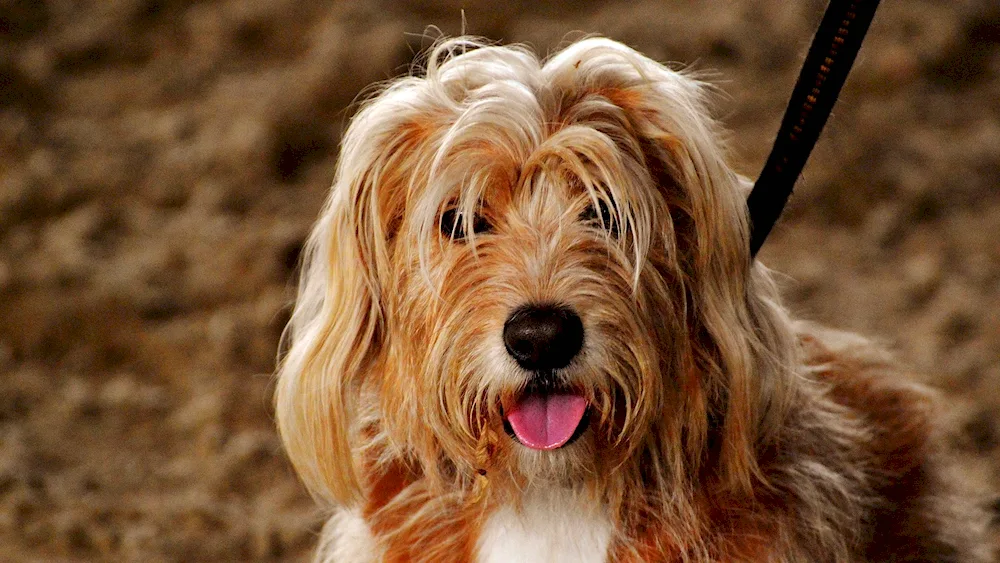 Gavan Bichon Red