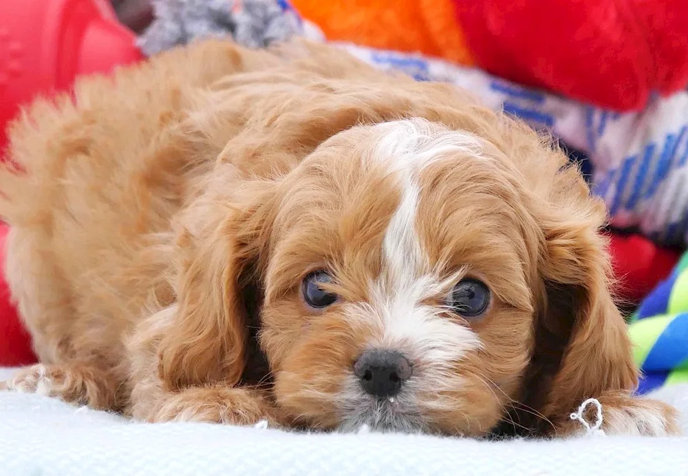 Havanese Bichon puppies