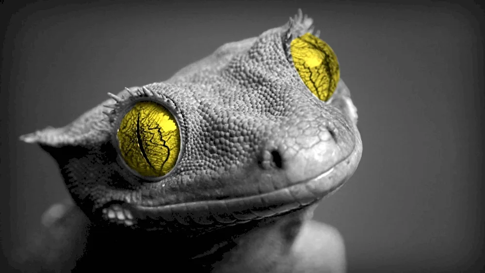 Banananoid gecko