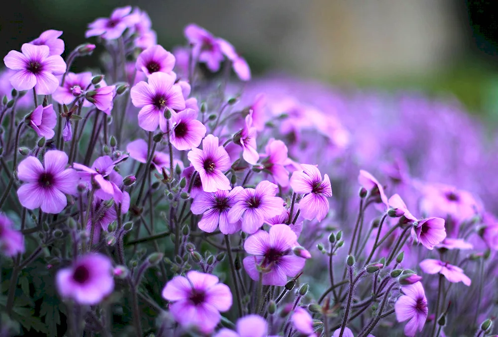 Floral background