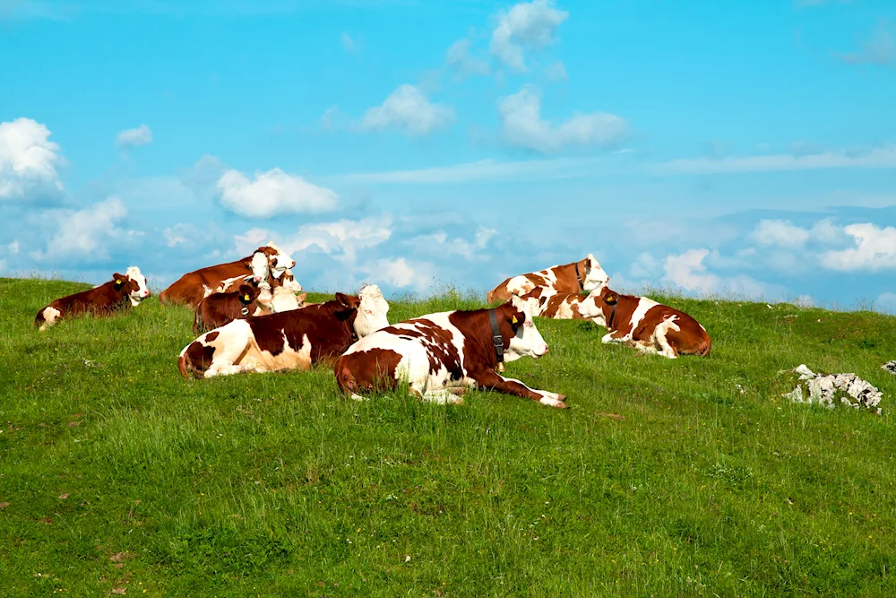 Alpine Meadows with cows Switzerland