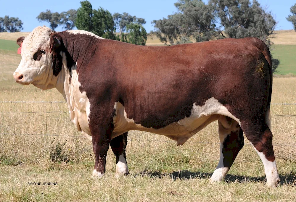 Gereford cattle