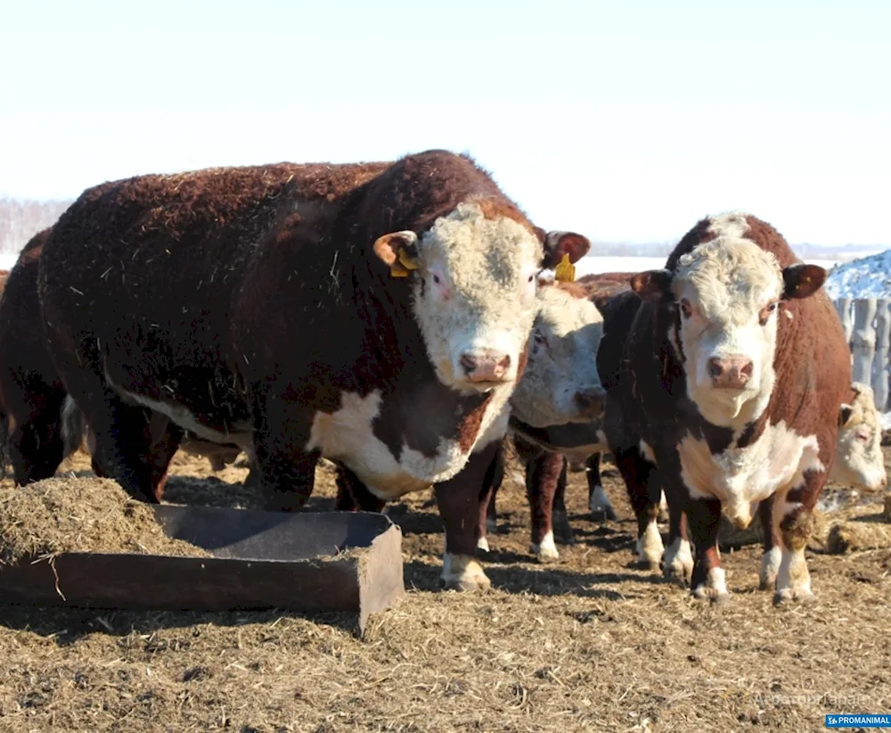 Aberdeen- Angus cow