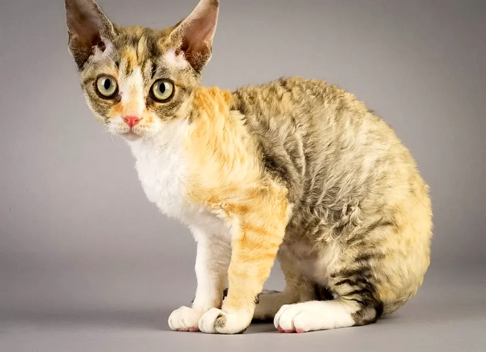 Cornish rex