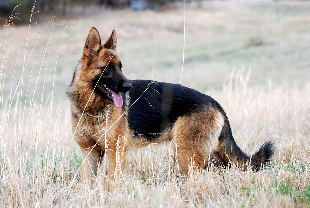 German Shepherd