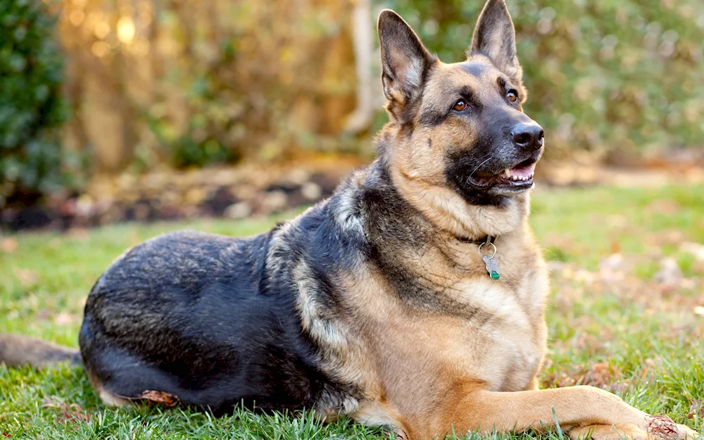 Bavarian Shepherd dog