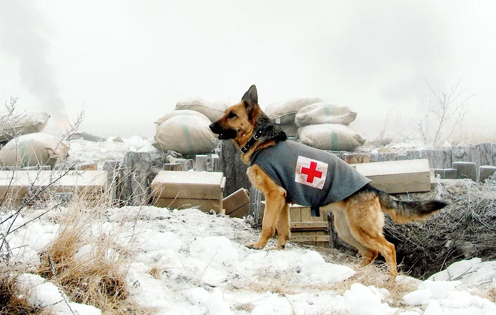 Newfoundland rescue dog in the mountains