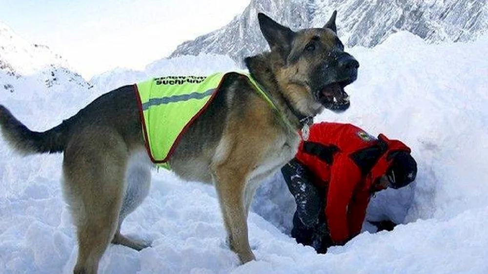 Search and rescue dogs