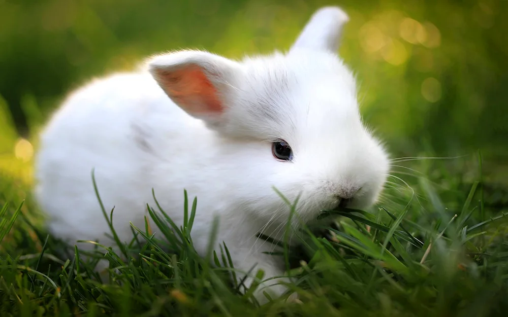 Cute rabbits