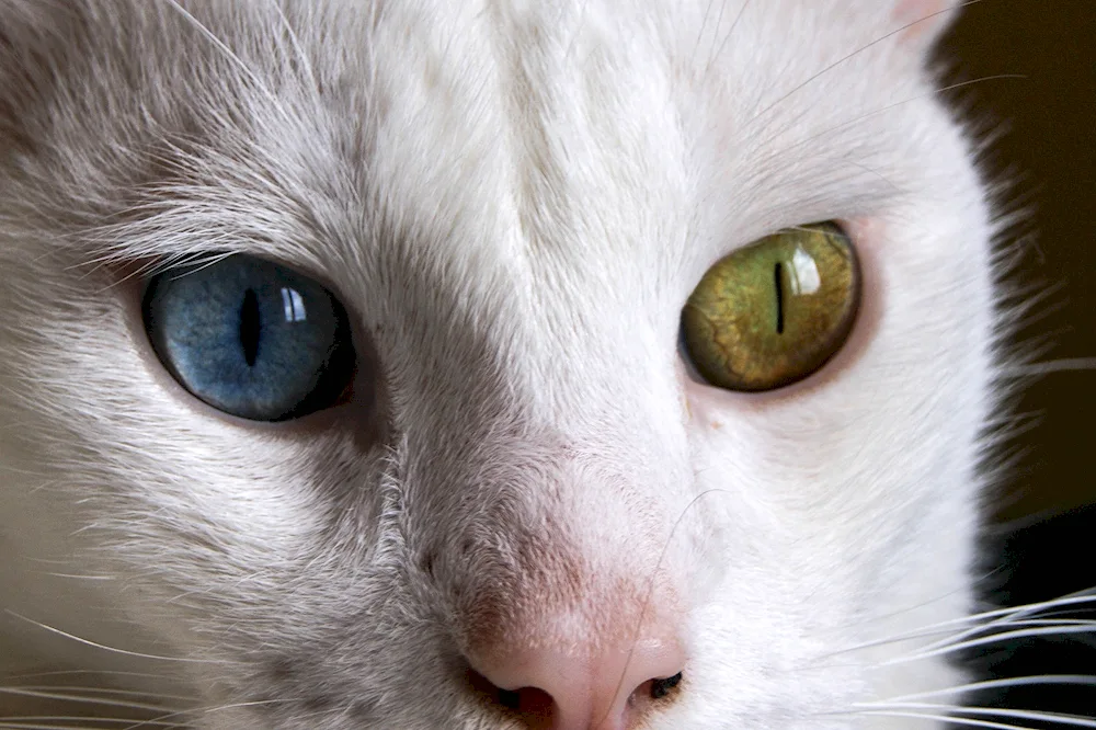 Heterochromia in cats