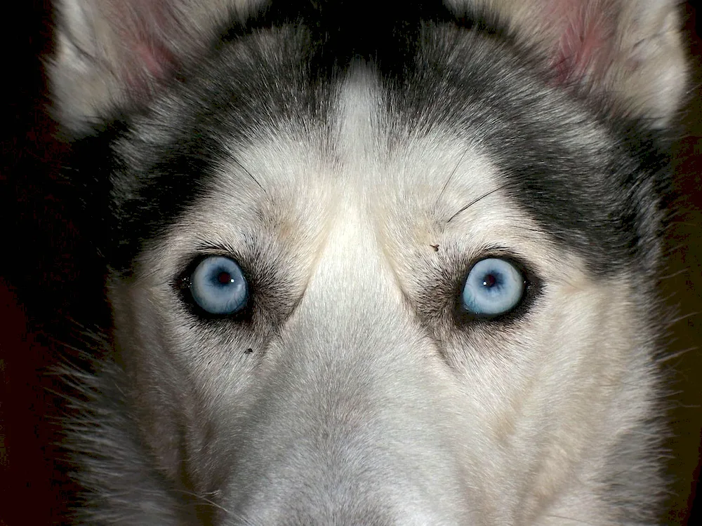 Heterochromia in Husky dogs