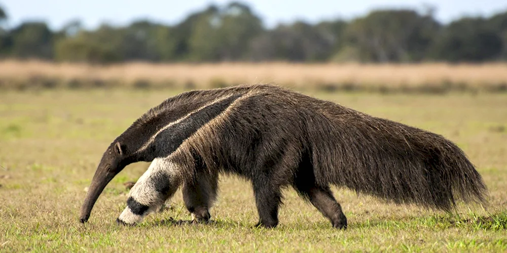 Giant anteater of South America