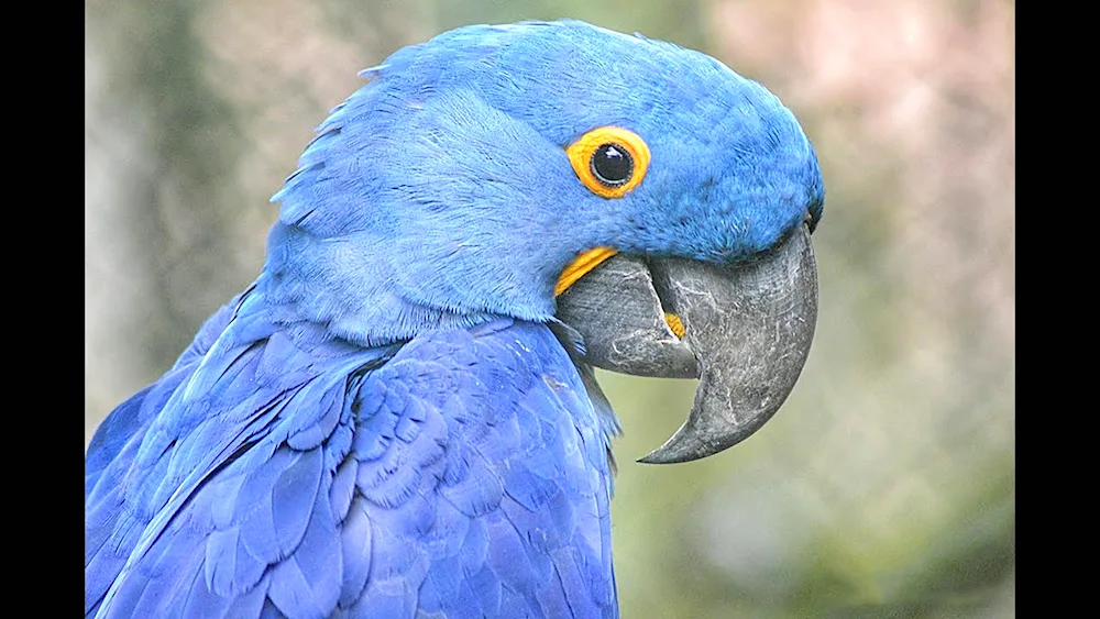 Hyacinth parrot ara