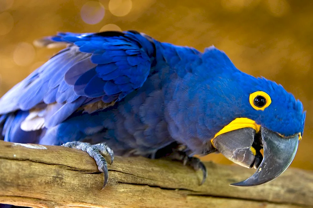 Parrot wallpaper