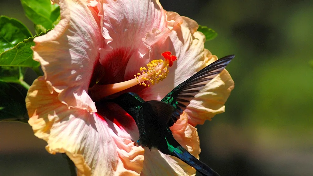 Rosella parrot