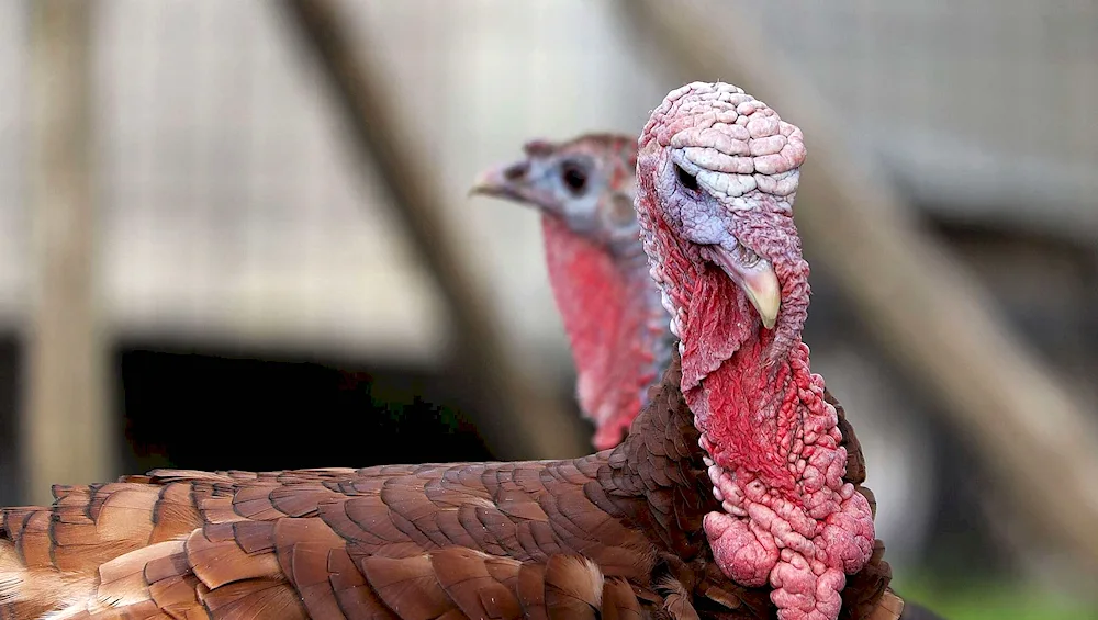 North Caucasian bronze turkey