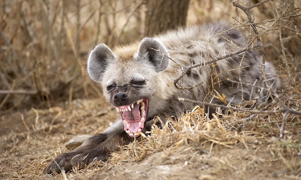 Gyenas spotted hyena