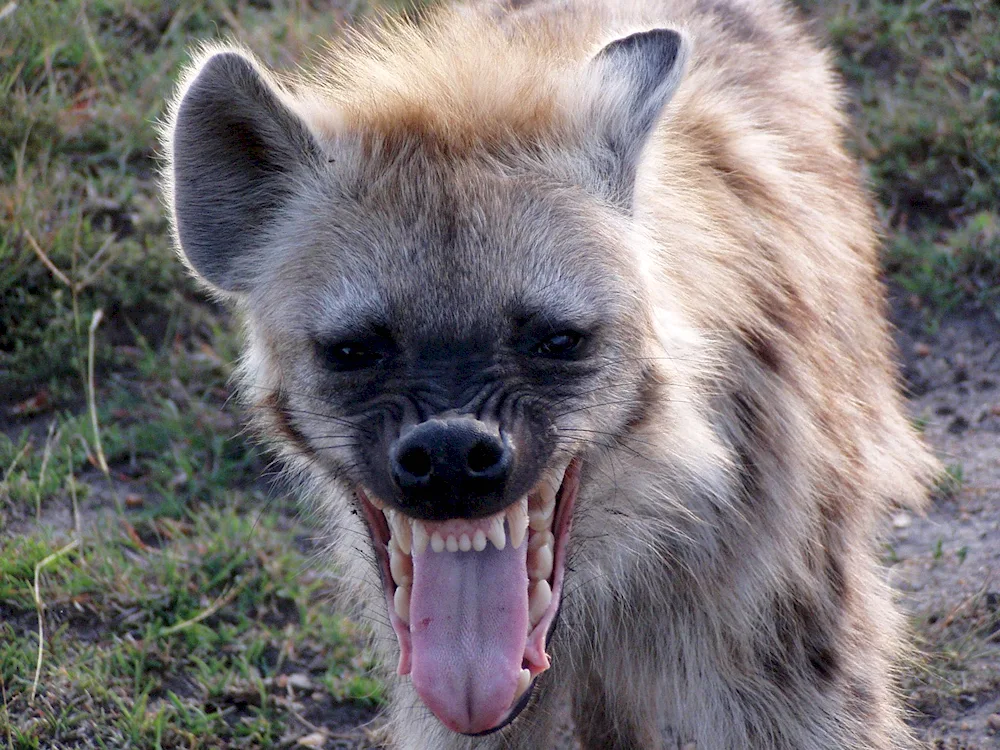 Chihuahua hyena