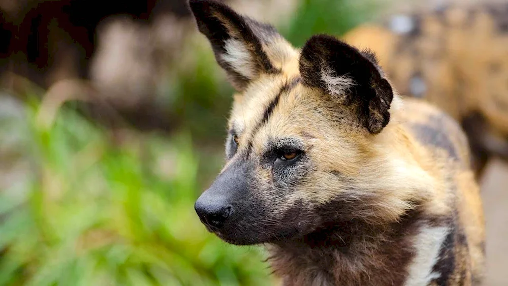 Giennese dog