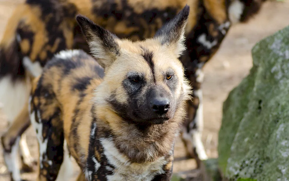 Hyena dog