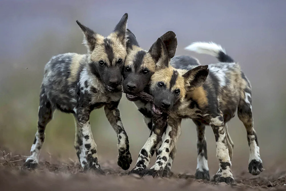 African hyena dog