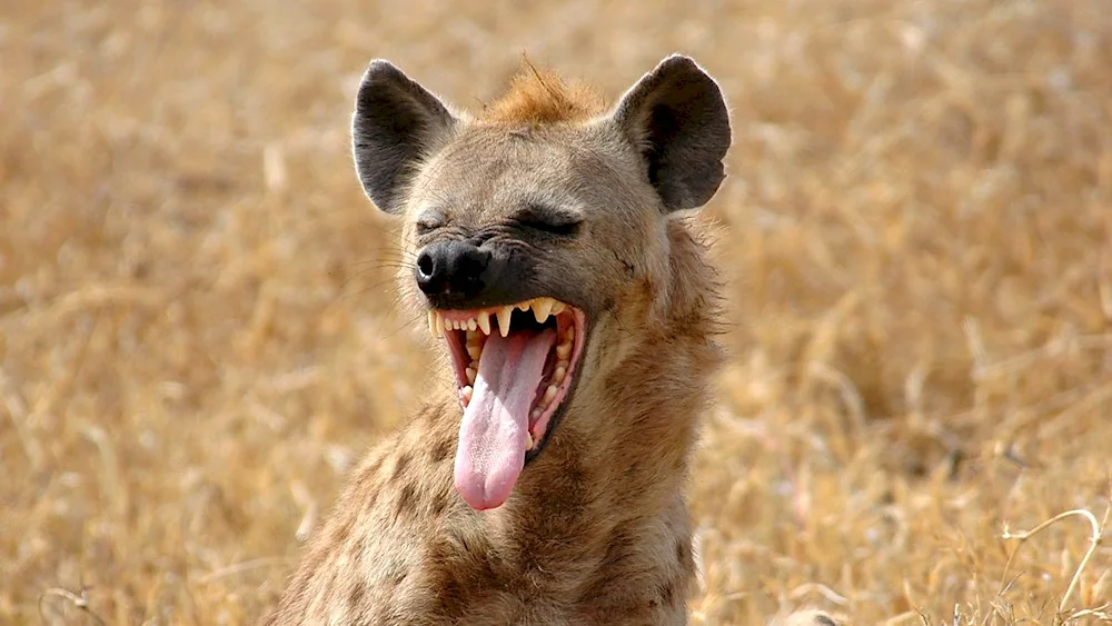 Gyenas spotted hyena