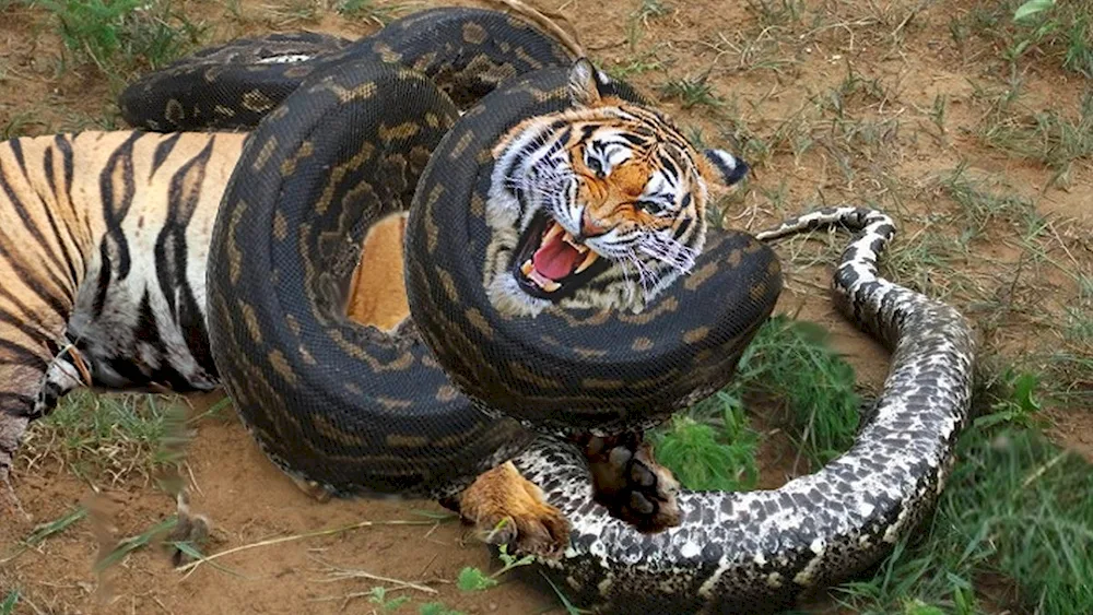 Giant Anaconda cannibal