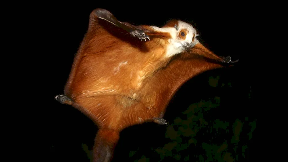 Giant Squirrel Flycatcher Taguan.