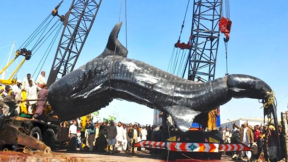 Giant whale shark