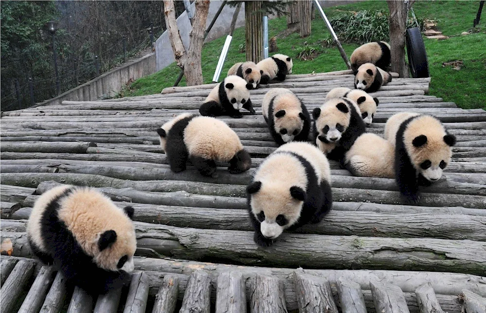 Himalayan Panda