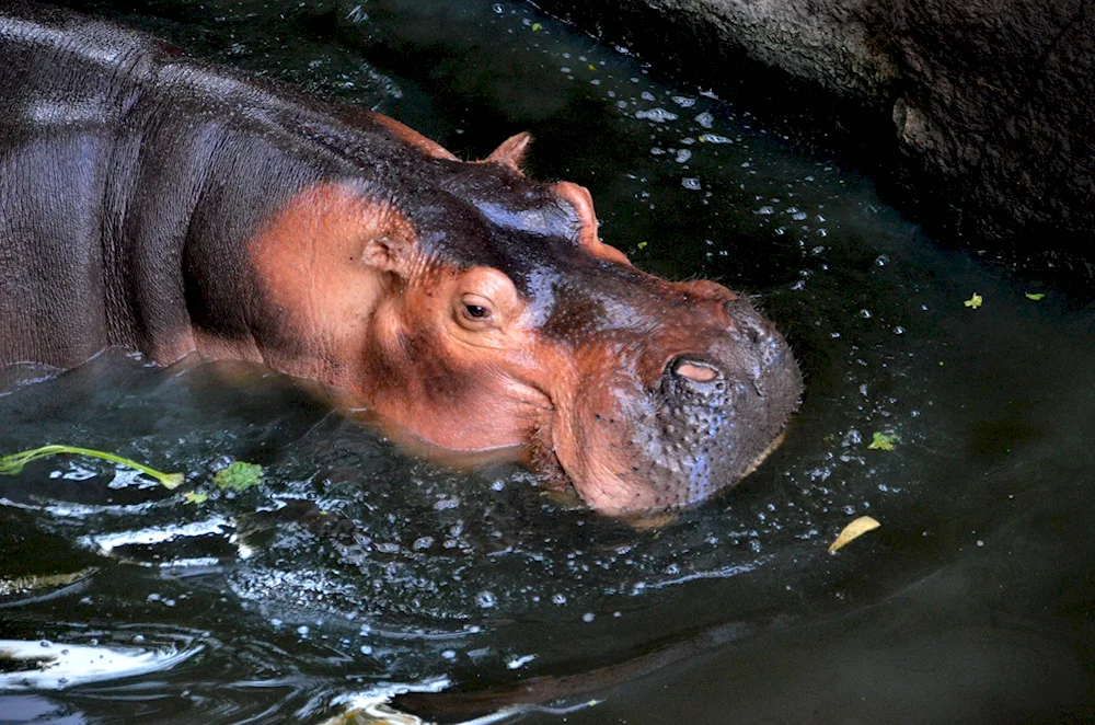 Hippopotamus and Hippopotamus