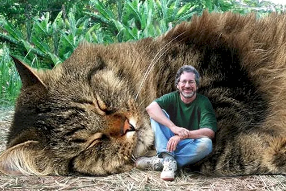 Giant Maine Coon cat