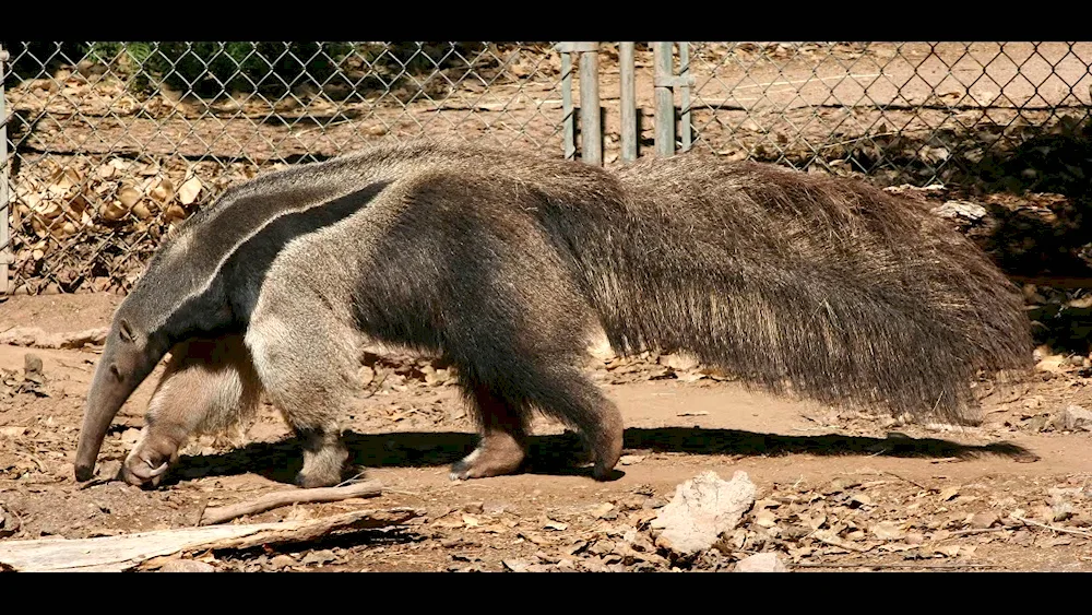 Giant anteater of South America