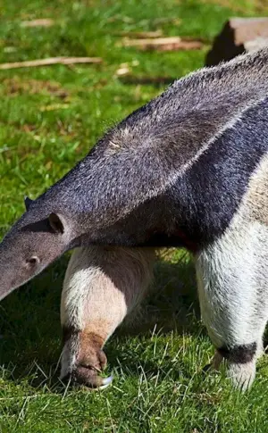 Giant anteater of South America